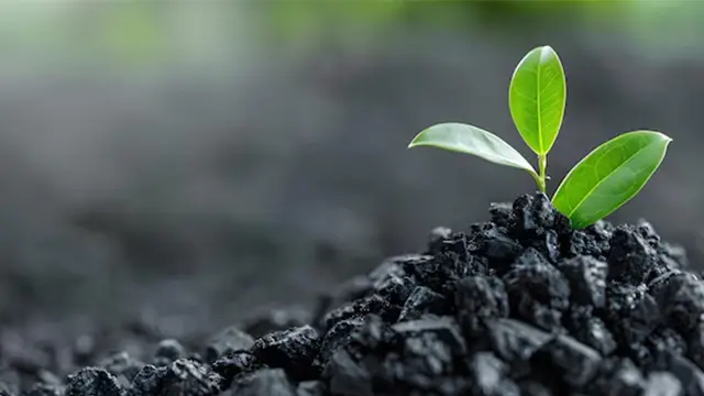 Biochar